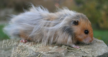 RC- Golden Umbrous Longhaired